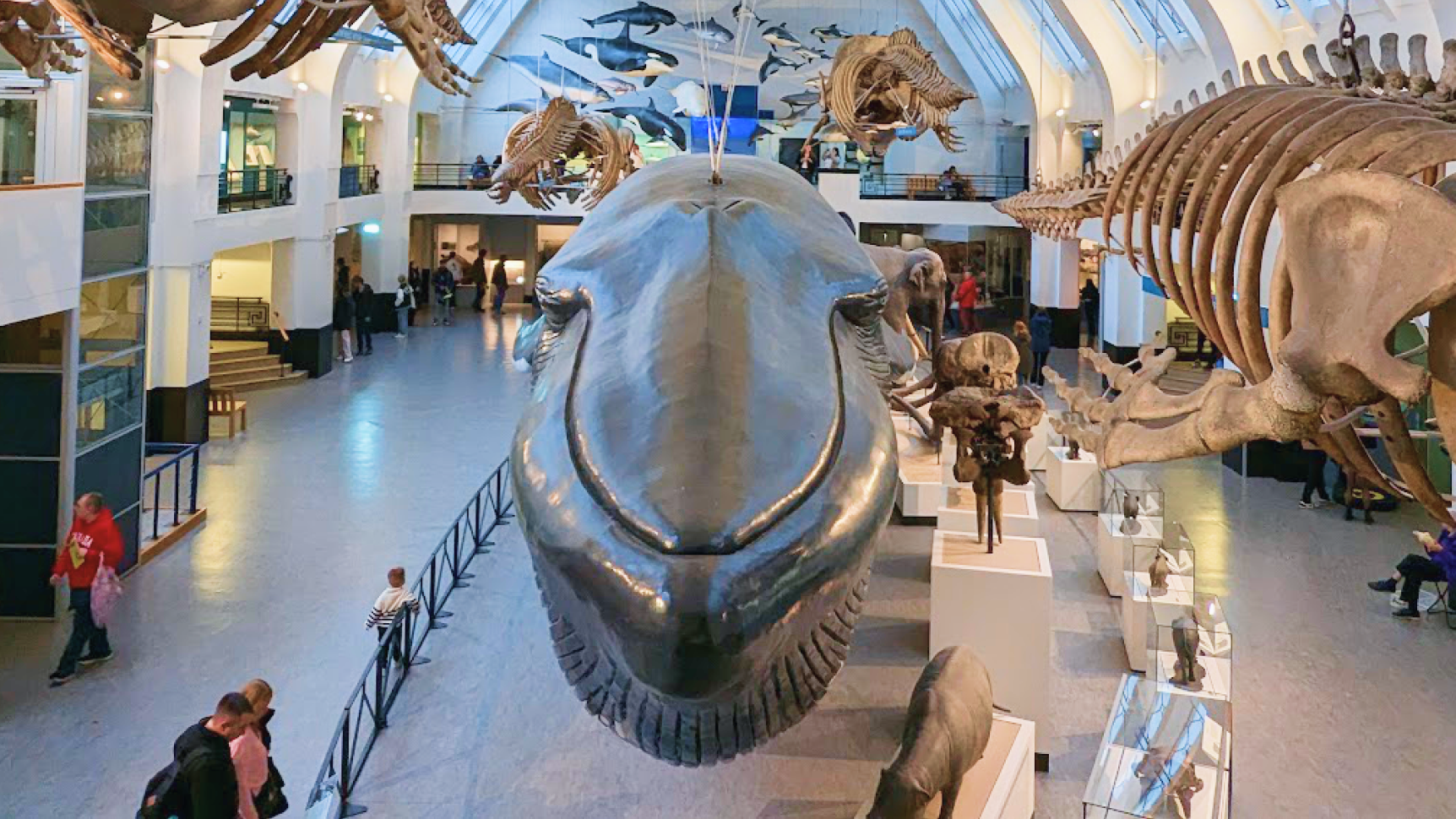 image of blue zone at nhm taken by dominique